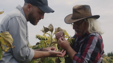 farmers inspecting sunflowers
