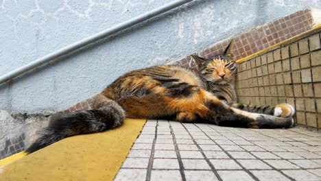 a colorful cat is sleeping on the stairs, resting so comfortable, old street in hong kong