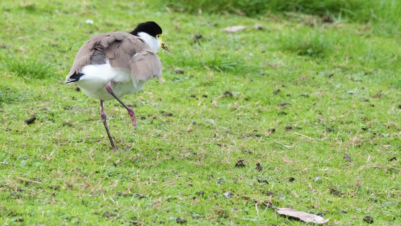 잔디에 자신을 고 있는 플로버 새