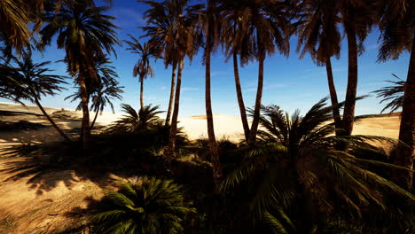 Palmeras-En-El-Desierto-Del-Sahara