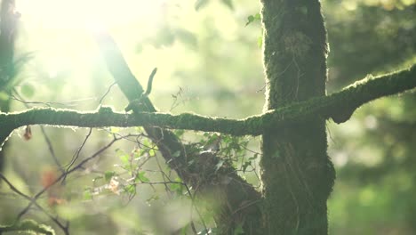 vertical paning from a covered in moss tree to a flowing river in a forest during golden hour