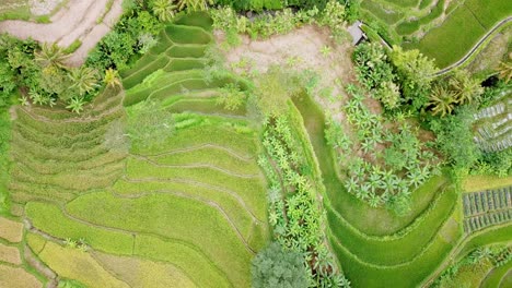 overhead drone shot of green rice field with trees on tropical countryside