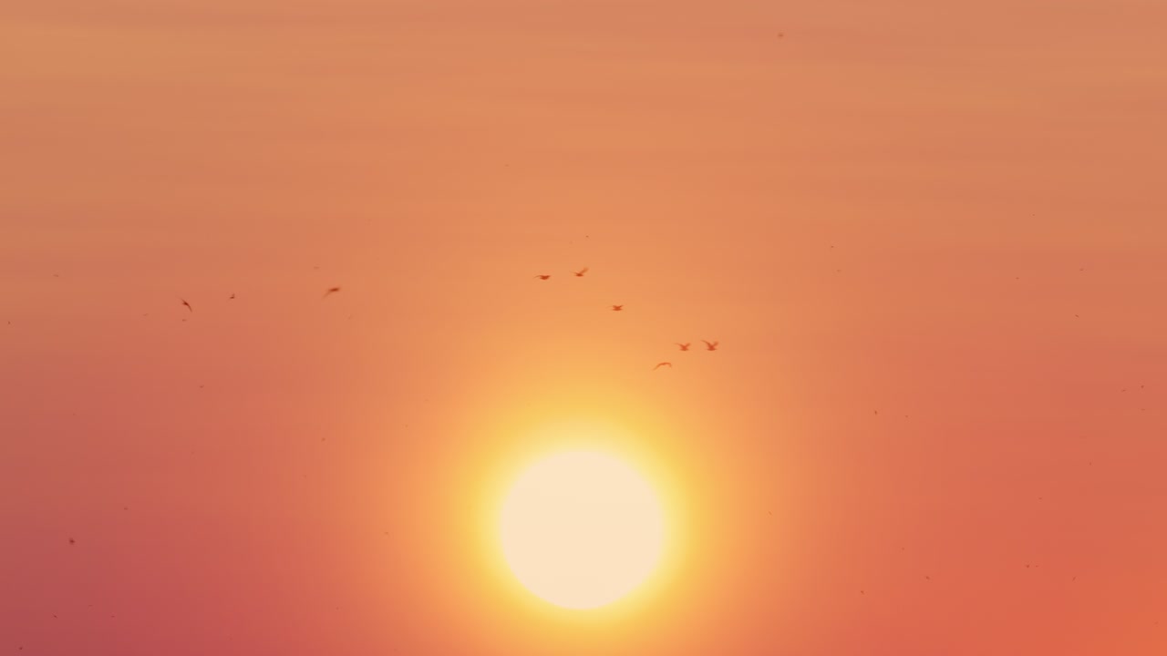 el enorme fondo del sol de los pájaros voladores