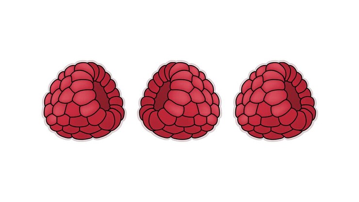 waiting for download. raspberry. 4K video illustration.