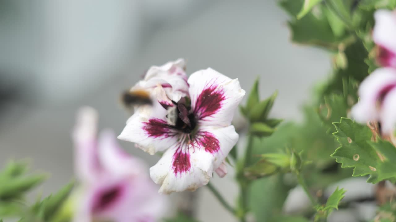 꽃 안의  ⁇ 벌이 다른  ⁇ 벌에 의해 공격받습니다.