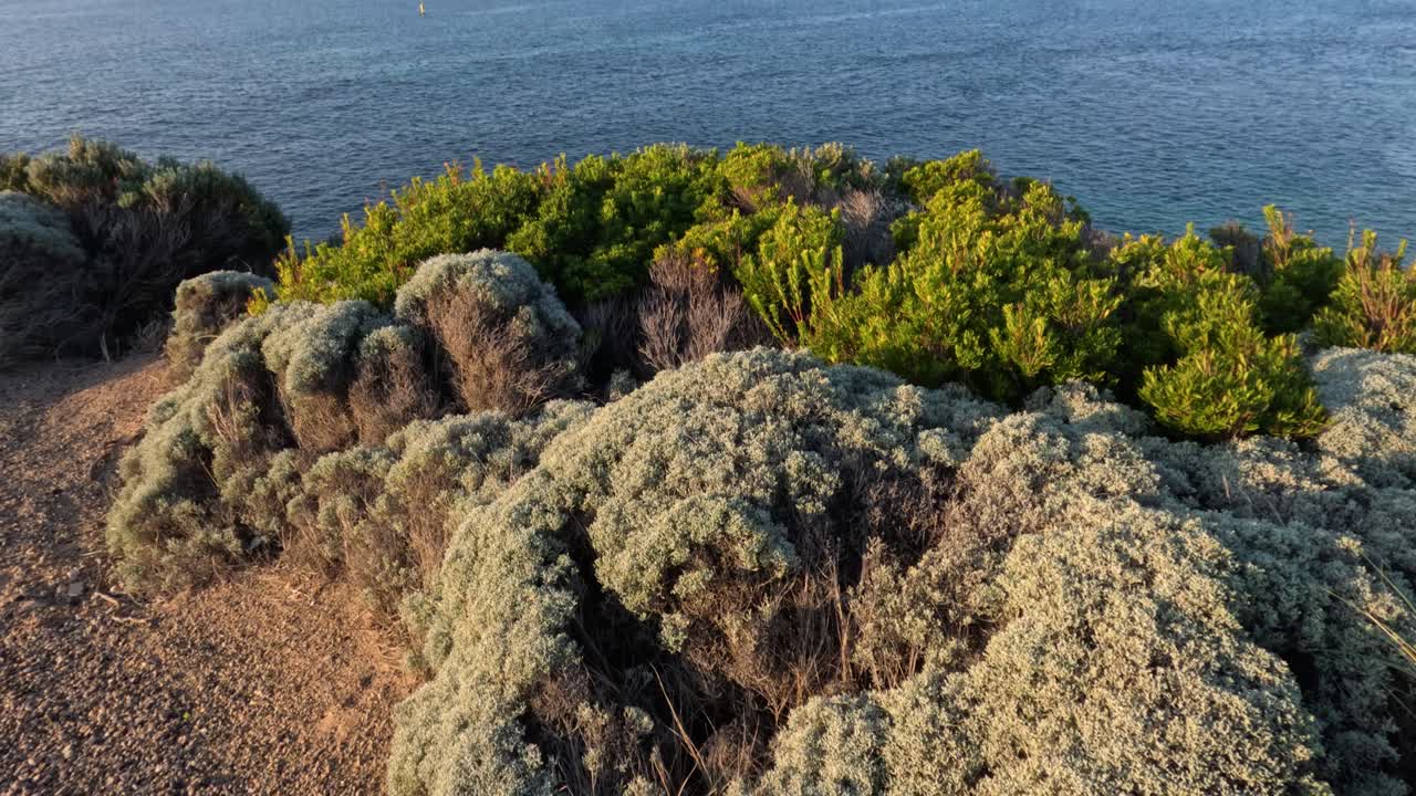 живописный прибрежный вид с растениями и океаном
