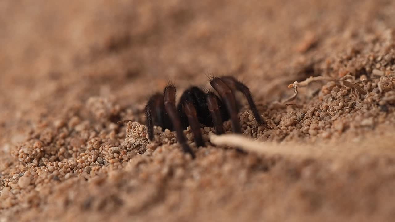 la araña venenosa de tela en embudo ataca el palo de la madriguera