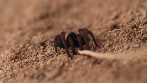 La-Araña-Venenosa-De-Tela-En-Embudo-Ataca-El-Palo-De-La-Madriguera