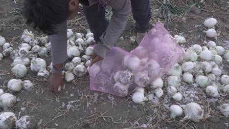 primer plano de un agricultor cosechando cebollas maduras en una granja
