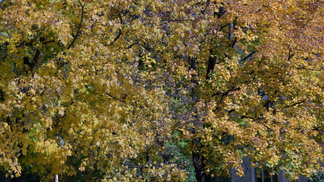 Dense autumn foliage with golden leaves