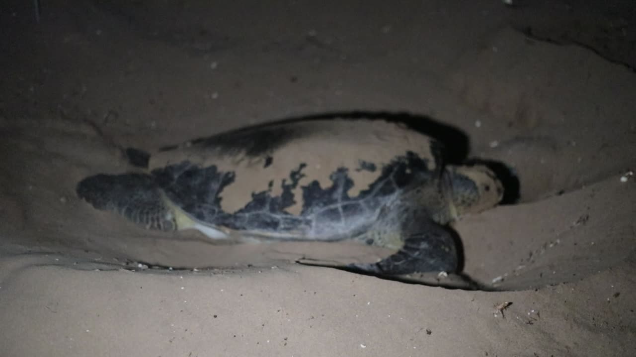 Sea Turtle Nesting on a Beach at Night
