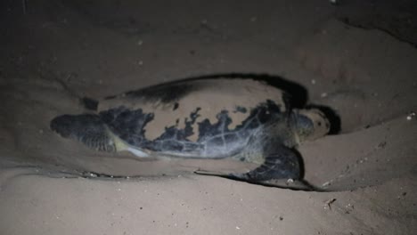 sea turtle nesting on a beach at night
