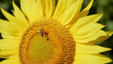 Biene-Extrahiert-Nektar-Aus-Dem-Kopf-Einer-Sonnenblume