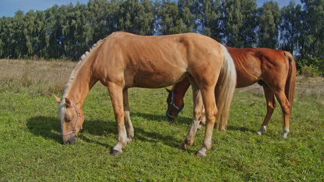 caballo marrón pastando hierba fresca