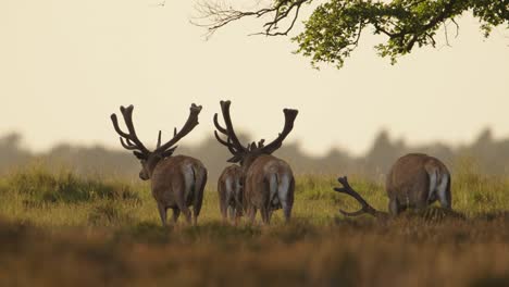 medium shot of a group of male red deer walking away from under the tree with huge rack and one juvenile deer, slow motion