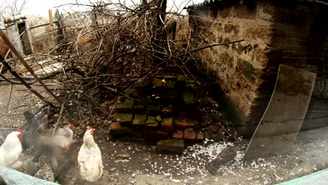 watching the small animals in the yard of a remote village through the window in the starting of spring