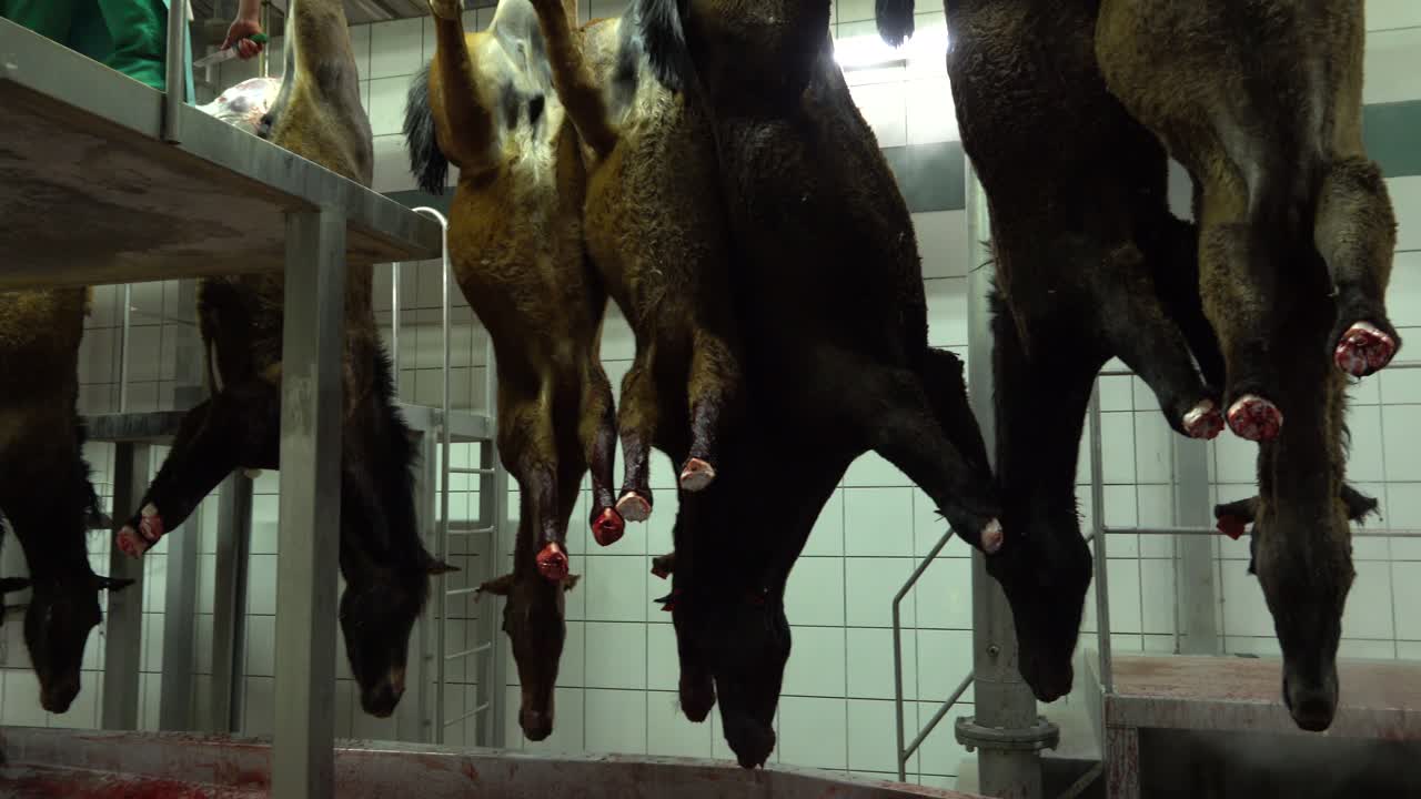 Hanged bleeding horses and worker with knife in slaughterhouse