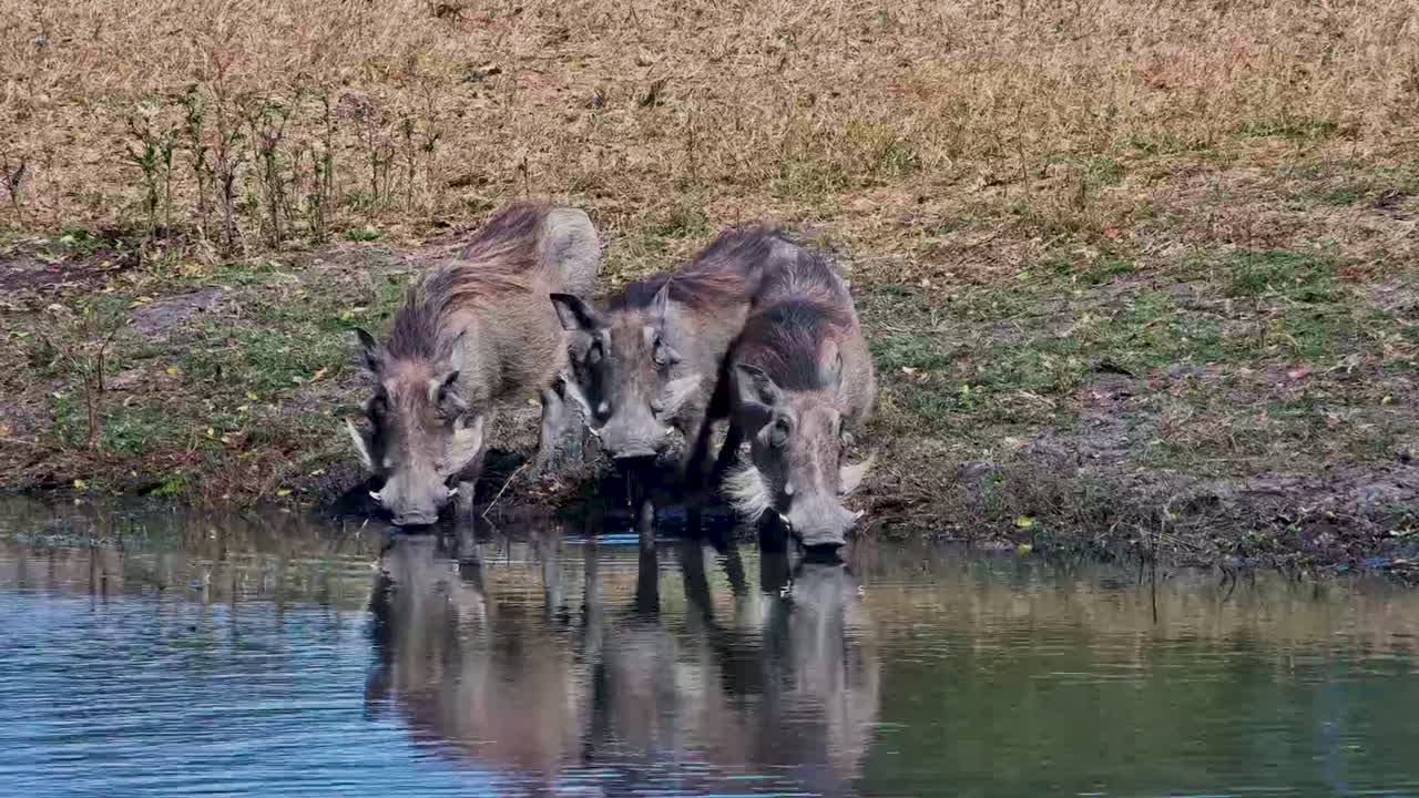 Three wild warthogs with tusks drink side by side from a watering hole