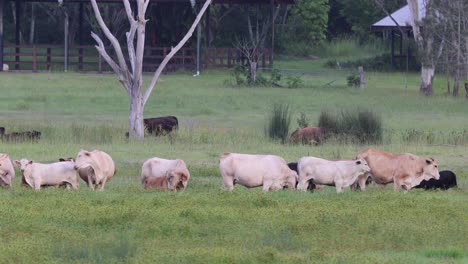 herd of cattle peacefully grazing in a field