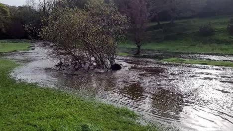 Slow-motion-saturated-flooded-countryside-stream-burst-its-banks-with-sunken-trees-after-storm-weather-in-Anglesey