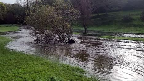 slow motion saturated flooded countryside stream burst its banks with sunken trees after storm weather in anglesey
