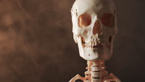 Video-of-close-up-of-halloween-skull-and-skeleton-and-copy-space-on-black-background