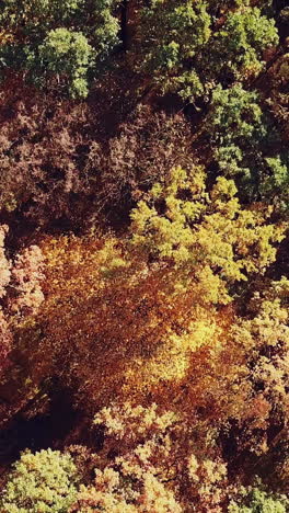 beautiful landscape on a multi-colored autumn forest. aerial view. camera motion up. vertical video