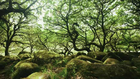 ángulo-Bajo-Del-Dragón-En-Las-Ramas-De-Los-árboles.