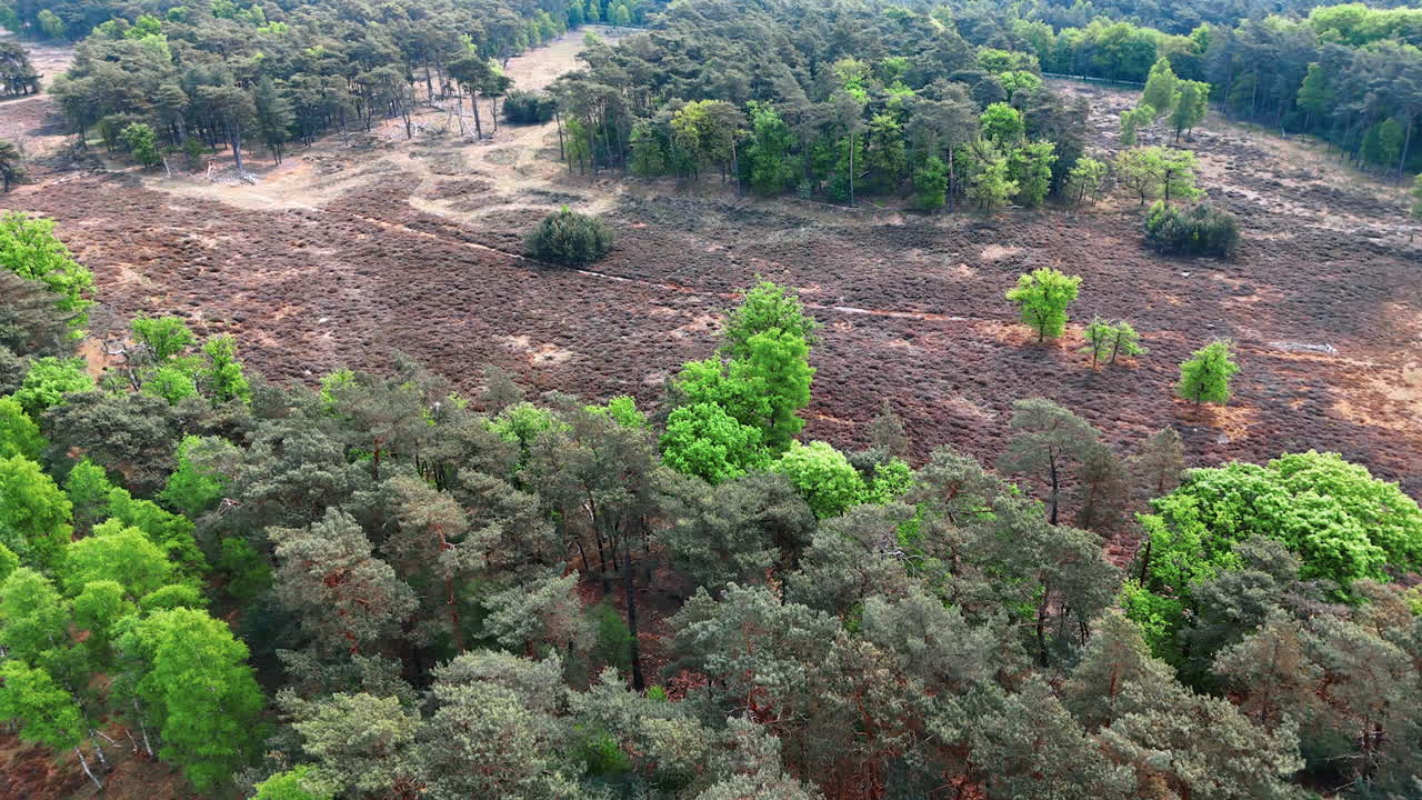 Wandering peaceful Dutch wilds. Green forests and heathlands in the Netherlands provide a serene escape for outdoor activities