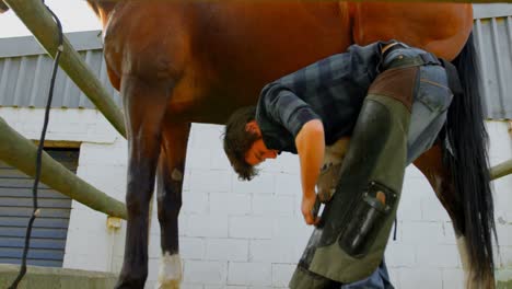 woman polishing horseshoes in horse leg 4k