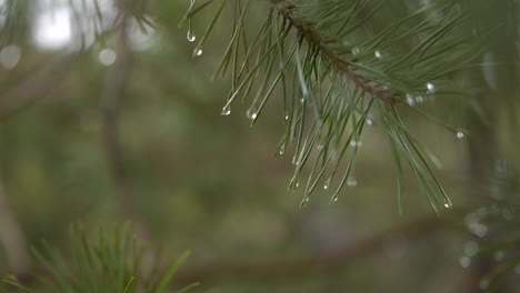 Cierre-Las-Gotas-De-Lluvia-En-La-Rama-Húmeda-Verde-De-Un-árbol-De-Piel-O-Pino,-Macro-Forestal