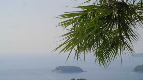 palmera ondeando en el viento en phuket, tailandia