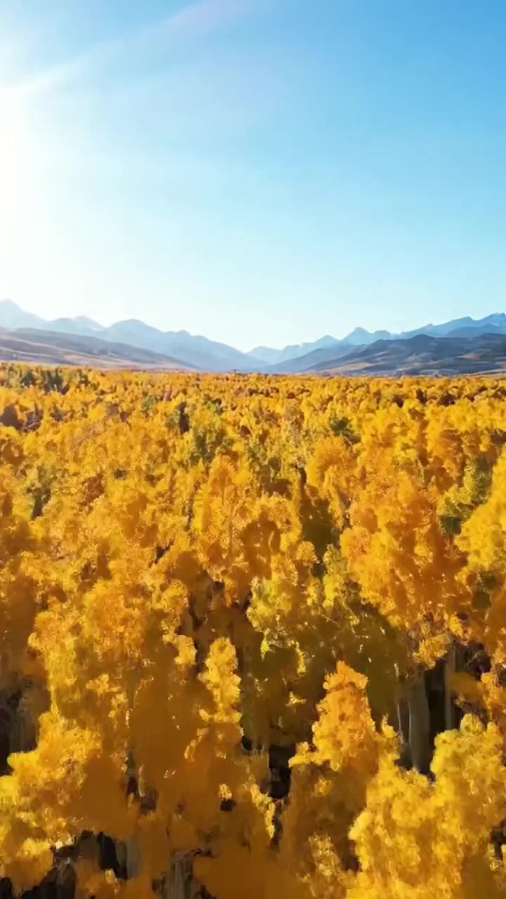 Paesaggio Autunnale Incantevole: Una Vista Panoramica di Alberi Dorati Sotto un Cielo Azzurro Brillante con Maestose Montagne sullo Sfondo