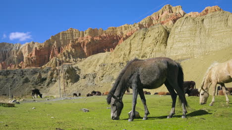 Caballos-Pastando-En-La-Tierra-Verde-Del-Mustang-Superior-De-Nepal-Con-Un-Acantilado-Rojo-Como-Telón-De-Fondo