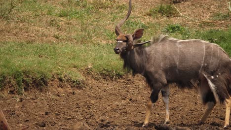 unique adult male nyala antelope has one grossly disfigured horn