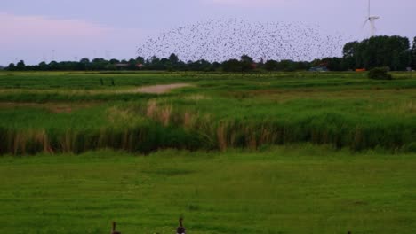 extremely large, beautiful flock of birds flies very low over flat green land with fields and reeds in the north of germany