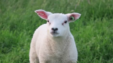 Lam-Im-Frühling-Auf-Einer-Wiese-Auf-Der-Insel-Amend-In-Den-Niederlanden