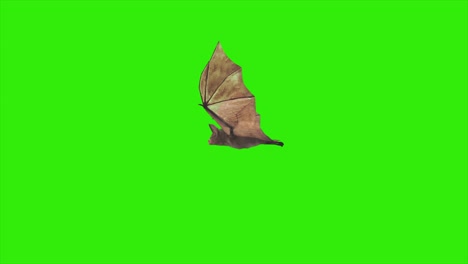 animación de bucle mosca murciélago con pantalla verde