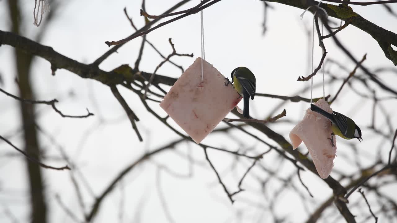 gran pájaro paseriforme tit azul comiendo tira de manteca de árbol en la temporada de invierno