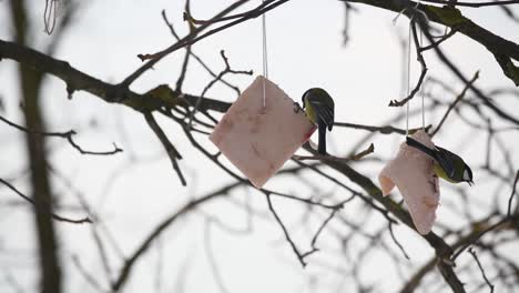gran pájaro paseriforme tit azul comiendo tira de manteca de árbol en la temporada de invierno