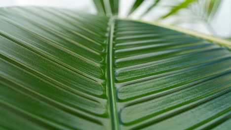 close-up of a green leaf