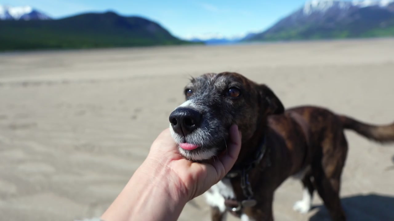 Woman hand petting dog on sandy beach