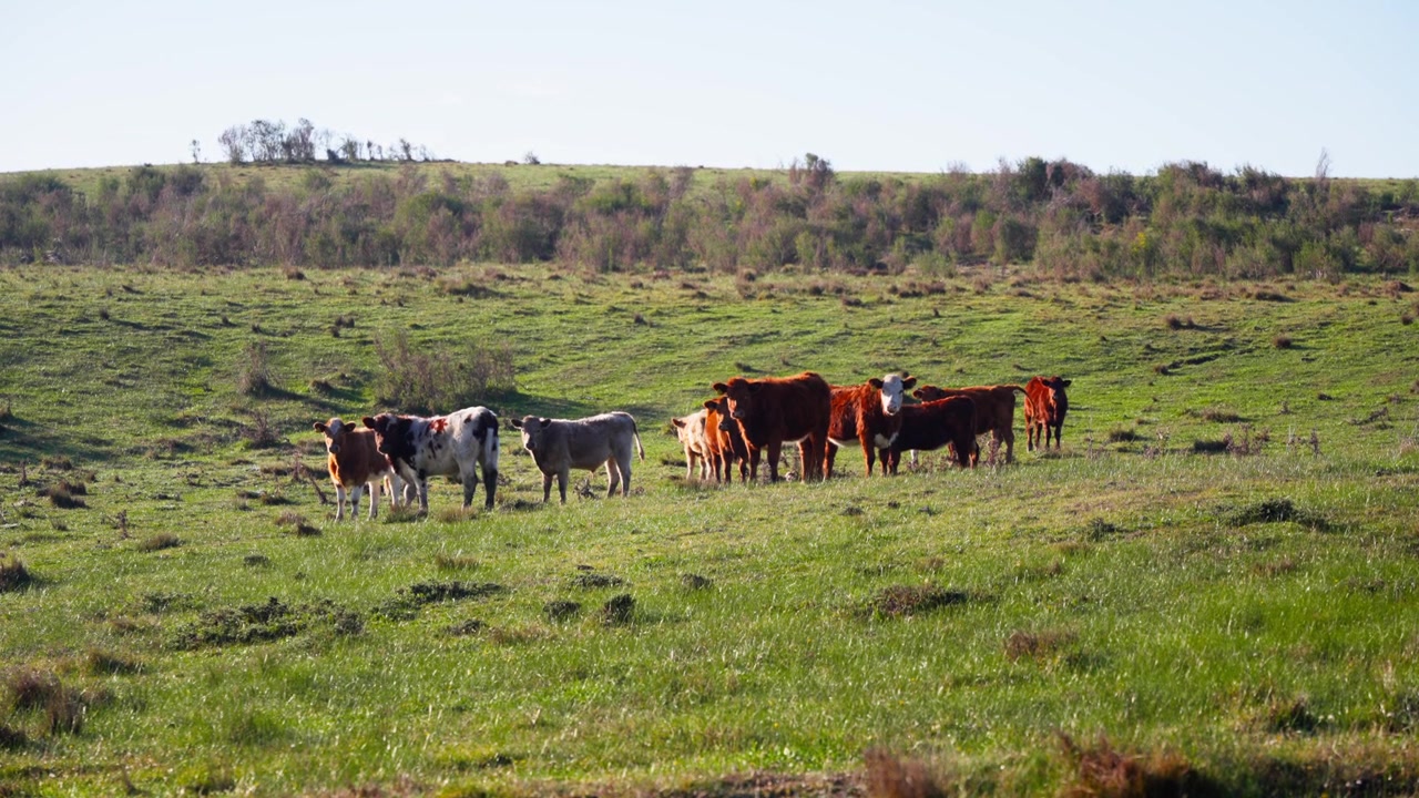 Un gruppo di mucche in attesa in mezzo a un campo erboso in Cile