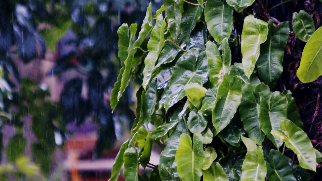 많은 비가 울창한 식물들을 고, 잎들이 반이고, 하천들이 아오른다.