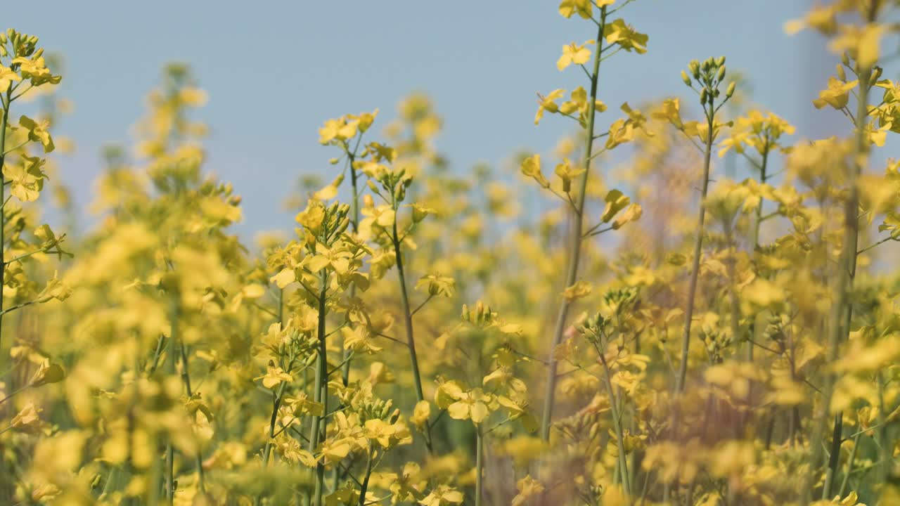 Close Up View Of Canola Field From a low Angle