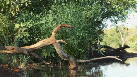 a peaceful, small waterhole covered with a dead tree and reeds on a sunny day, greater kruger