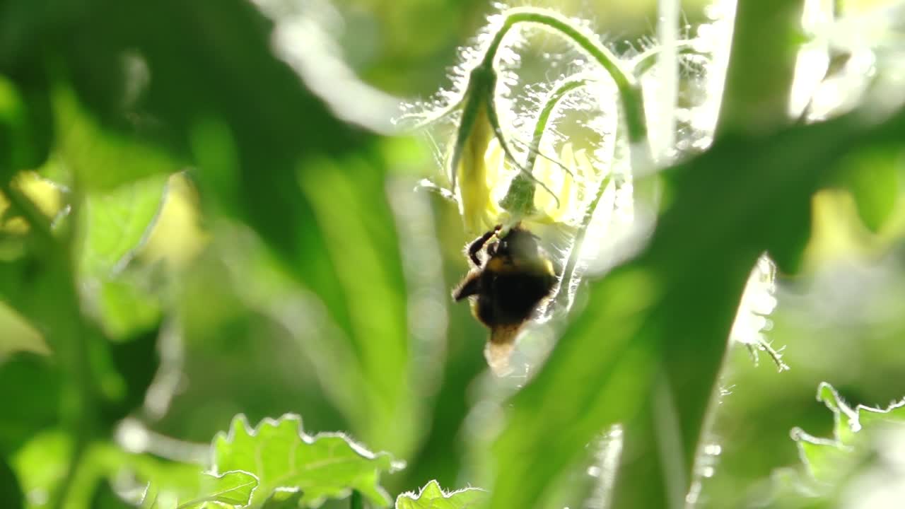 A bumblebee clings to a delicate yellow tomato flower, surrounded by soft green leaves and illuminated by natural sunlight inside a greenhouse.