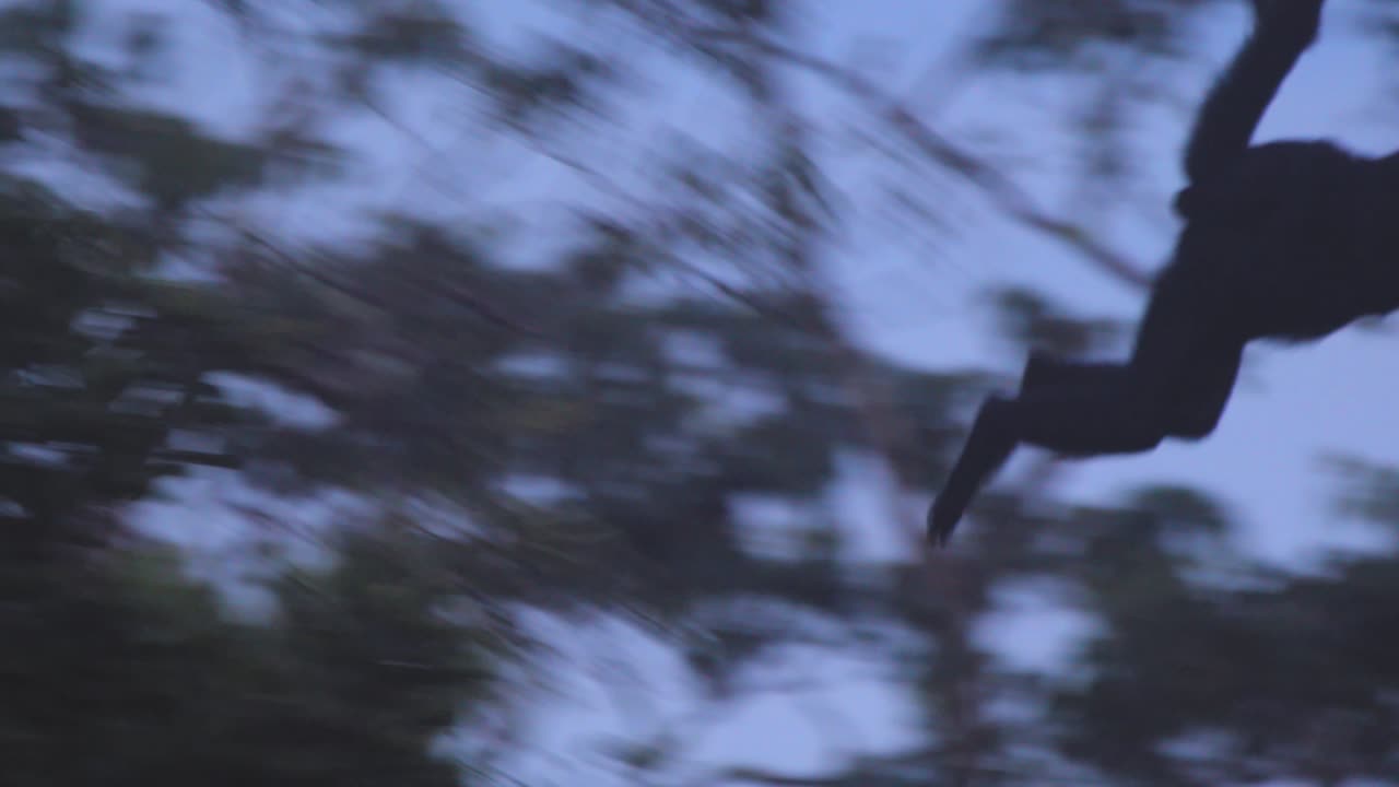 High in Peru’s rainforest, a black spider monkey mother swings gently with her baby clinging close.