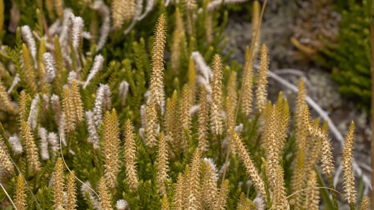 Close Up Of Lycopodiopsida Plant In South Island, New Zealand