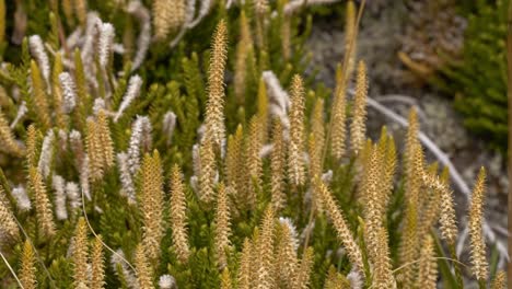 close up of lycopodiopsida plant in south island, new zealand